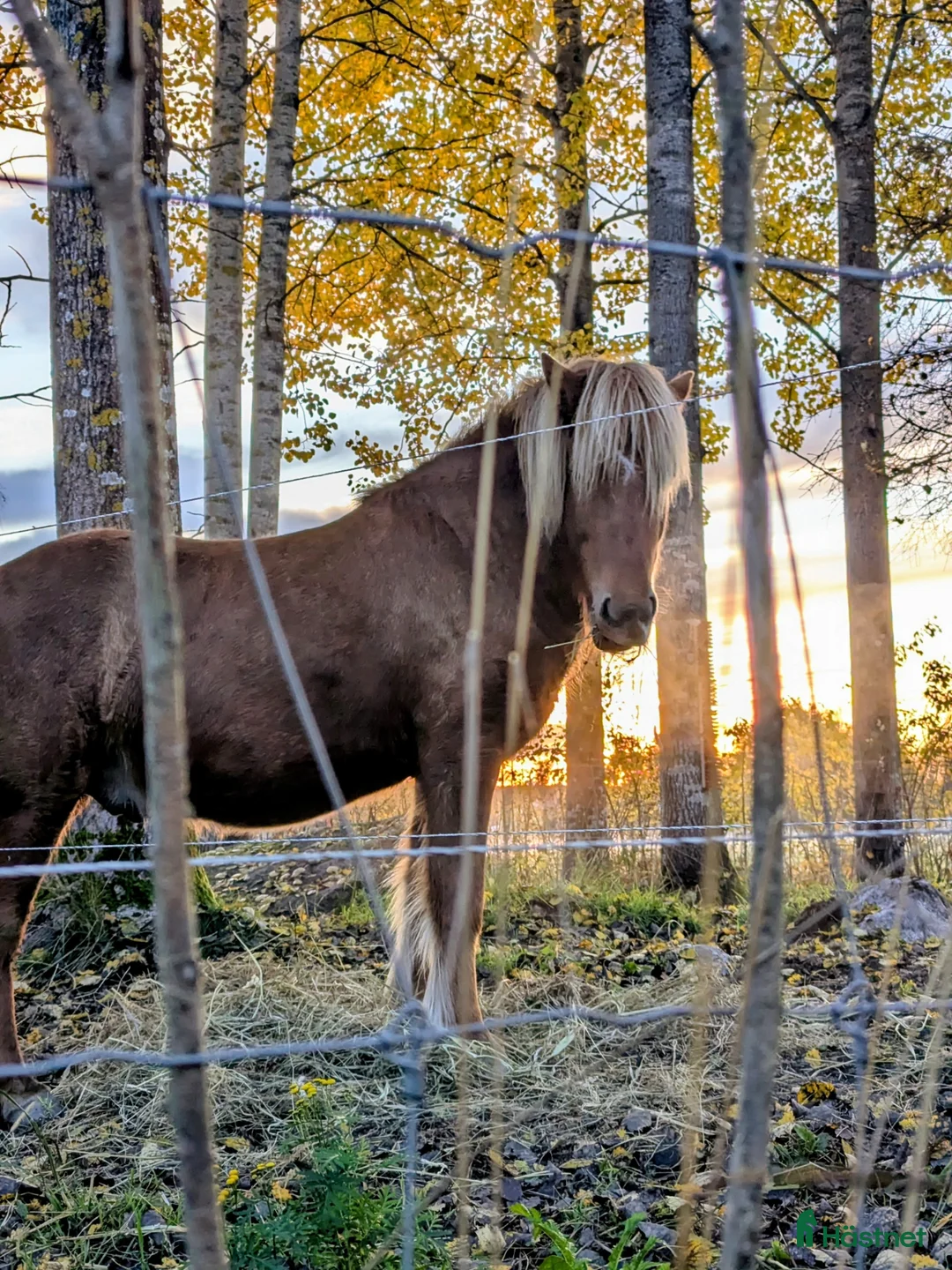 Island hästar till salu: Saeli - charmören med det magiska steget - Annons 1