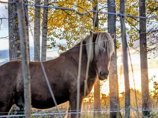 Island hästar till salu: Saeli - charmören med det magiska steget - Annons 1