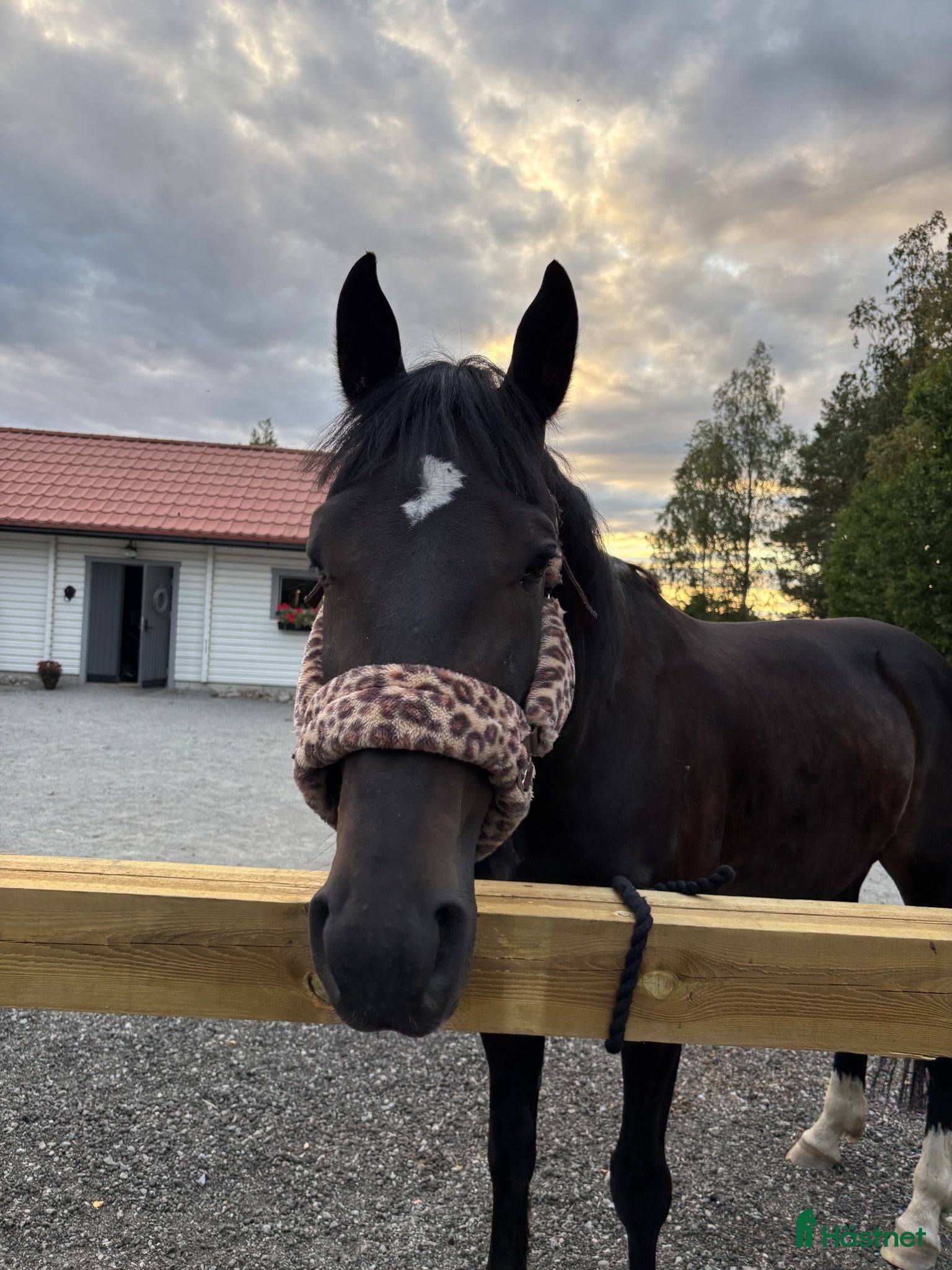  medryttarhäst finnes: Snäll valack söker medryttare - Annons 19