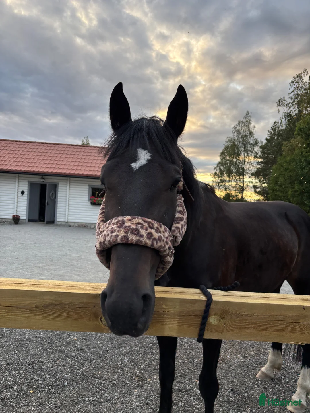  medryttarhäst finnes: Snäll valack söker medryttare - Annons 1