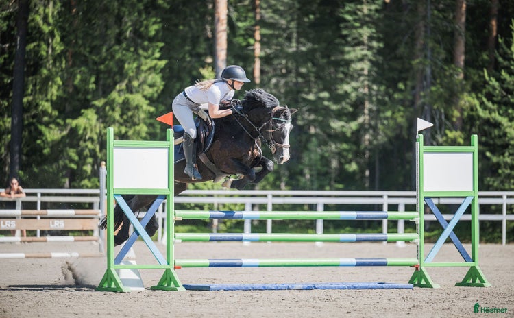  hästar i Blåsmark - Annons 4