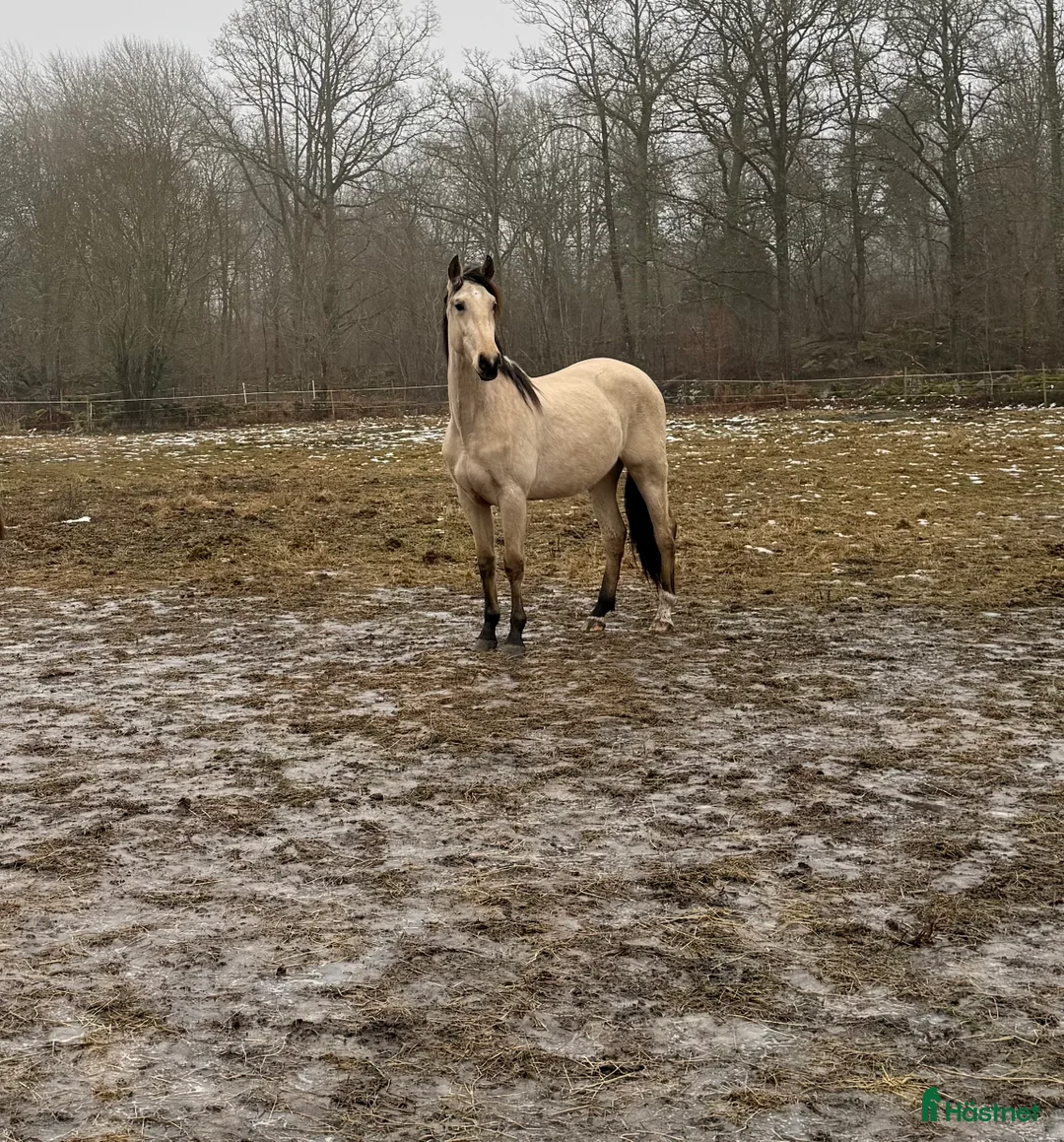 Working Equitation hästar till salu: PRE-valack 3 år i Asarum - Annons 2