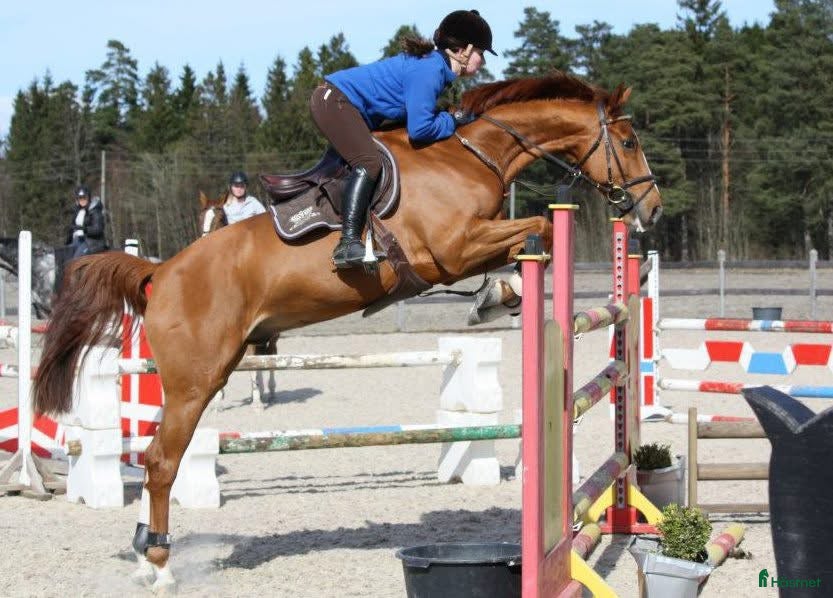  hästar Hopp/allroundhest søkes - Annons 1