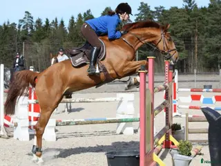 hästar Hopp/allroundhest søkes - Annons 1