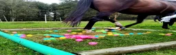  stallplats finnes: Lösdrift-valackflock - Annons 7