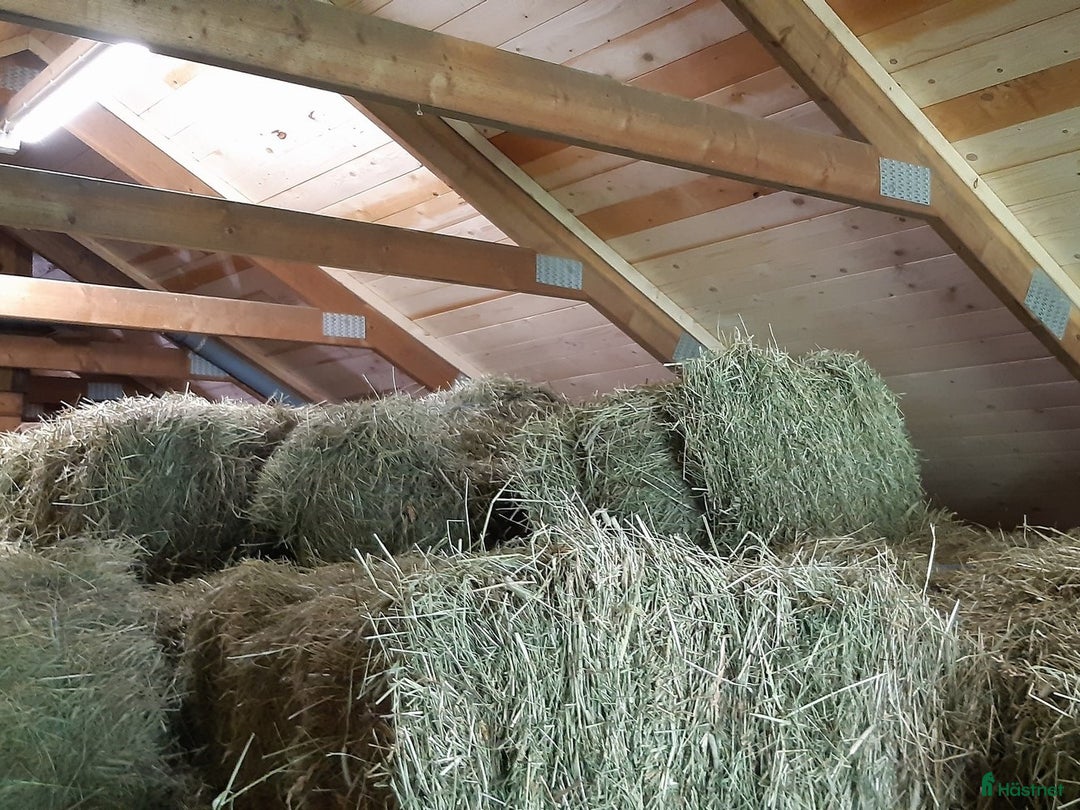  stallplats finnes: Lång utevistelse och ridhus i Sollentuna i Sollentuna - Annons 13