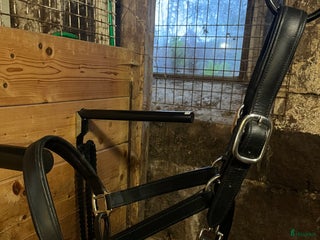 Övrig Hästutrustning hästutrustning till salu: Lädergrimma i Håcksvik - Annons 8