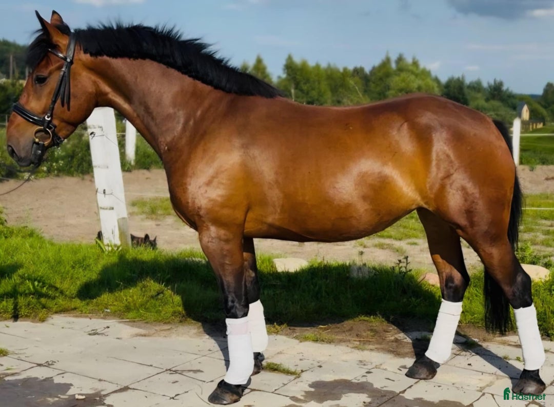 Allround hästar till salu: Gorgeous, sweet and ready for anything allrounder i Örsundsbro - Annons 4