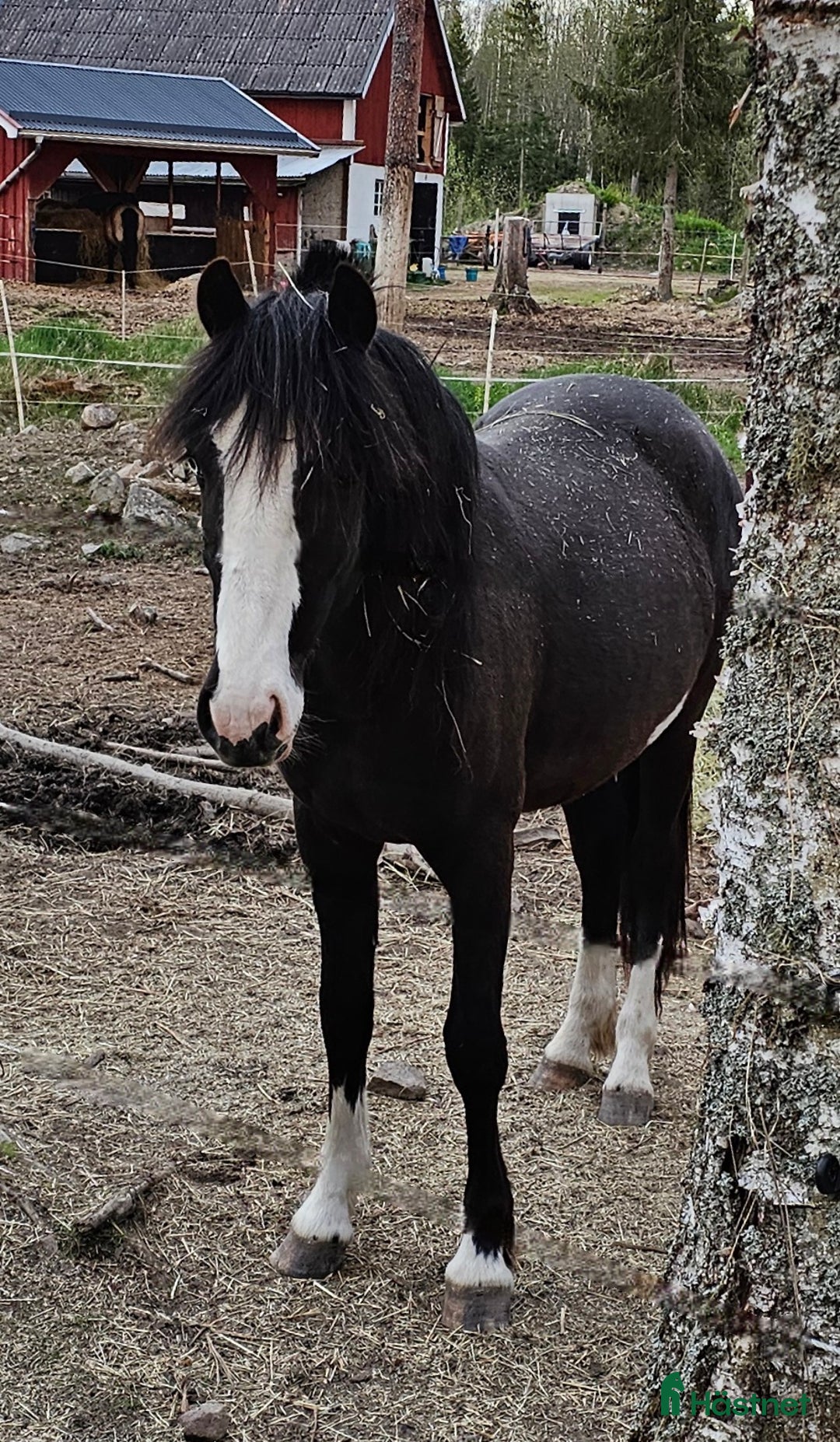 Allround hästar till salu: Vackraste tjejen i Kungsgården - Annons 6
