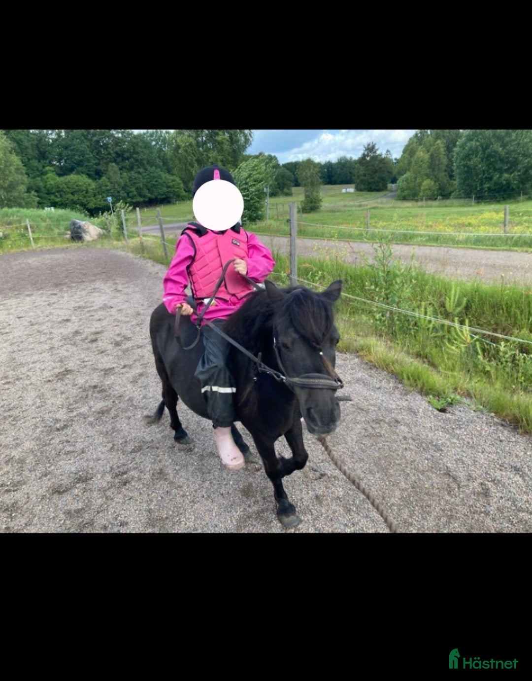 Sällskap hästar till salu: Två Solstrålar som sällskap/ ev hobbyridning i Laholm - Annons 5