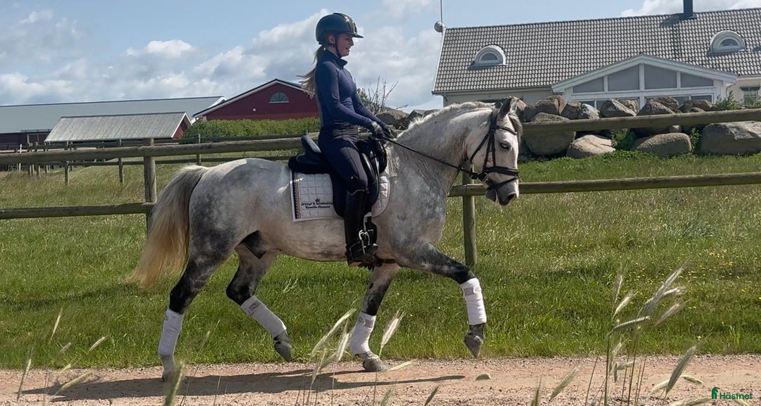 Dressyr hästar till salu: Pampig ponny med framtiden för sig i Kristianstad - Bild 2