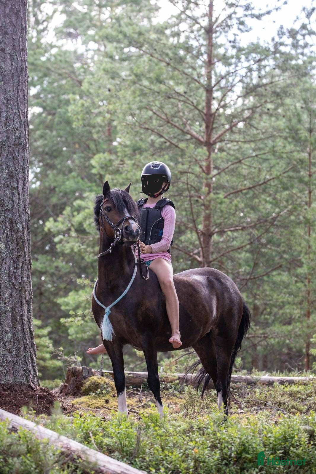  hästar Positiv B-ponny med stor arbetsglädje - Annons 2