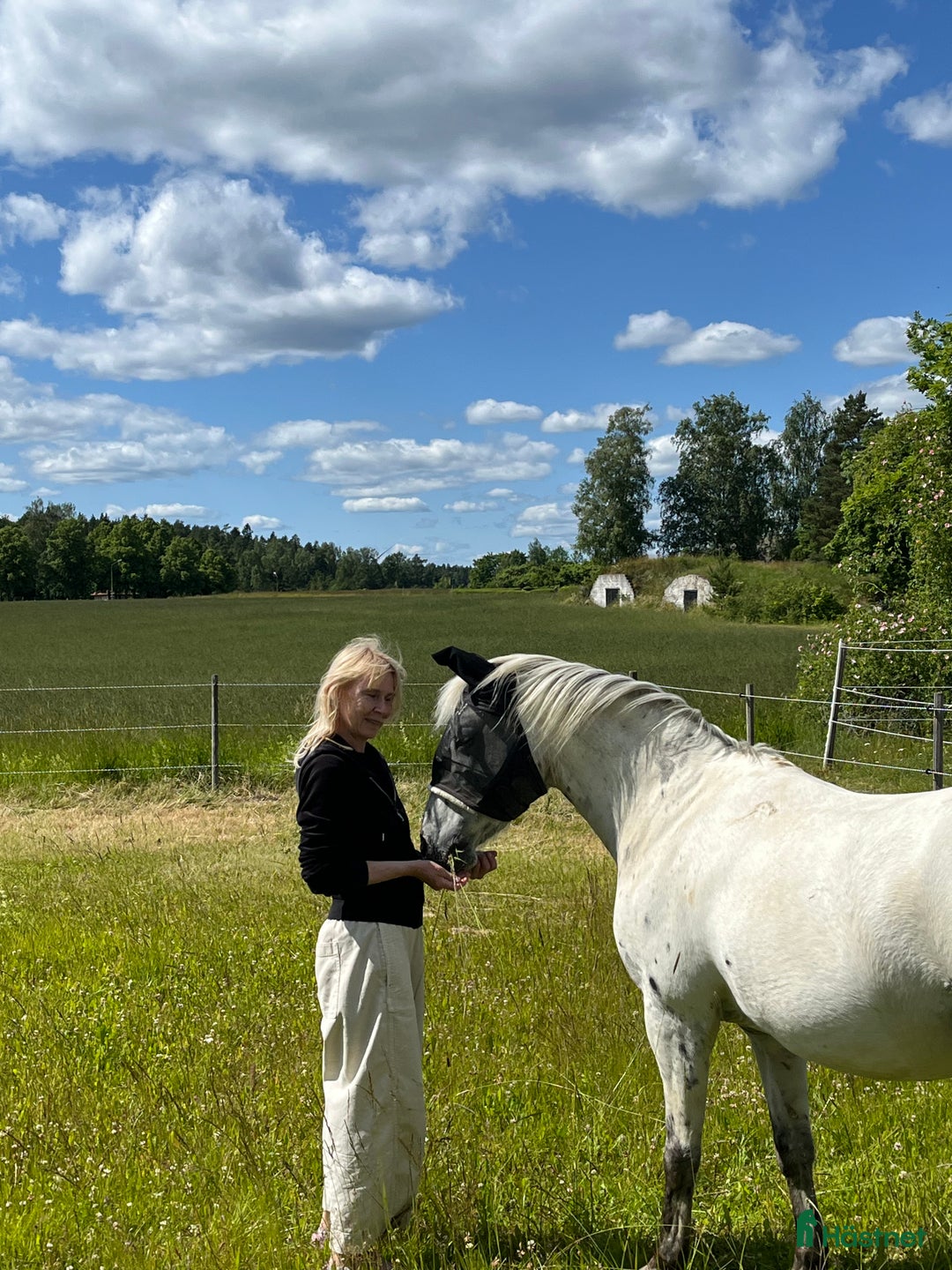 Allround hästar till salu: Världens gosigaste läromästare - RESERVERAD i Eskilstuna - Bild 6