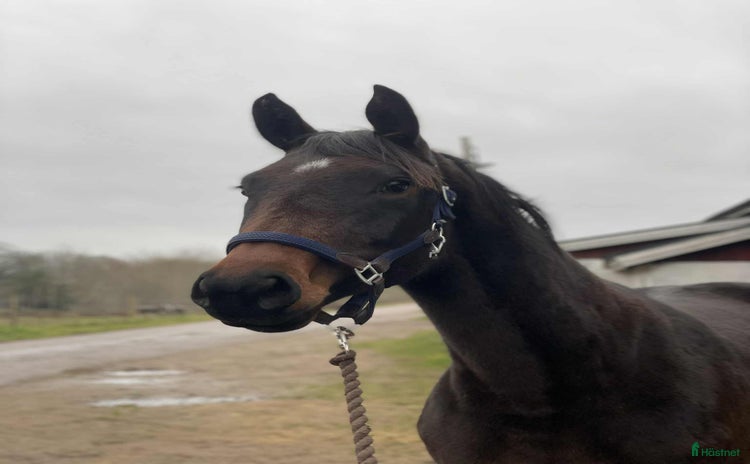  hästar i Vimmerby - Annons 1