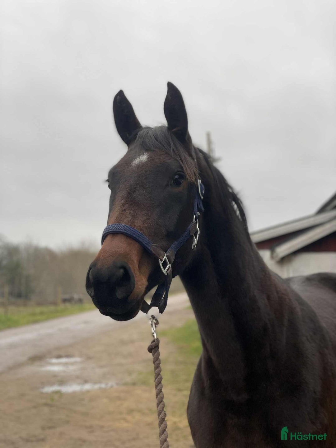 Allround hästar till salu: Välstammat 2 åring sto i Vimmerby - Annons 1