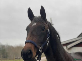 Allround hästar till salu: Välstammat 2 åring sto i Vimmerby - Annons 2