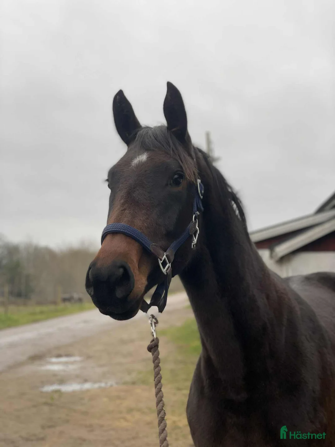 Allround hästar till salu: Välstammat 2 åring sto i Vimmerby - Annons 1