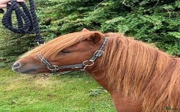 Övrigt hästar till salu: Minishetlandhingst  i Falköping - Annons 3