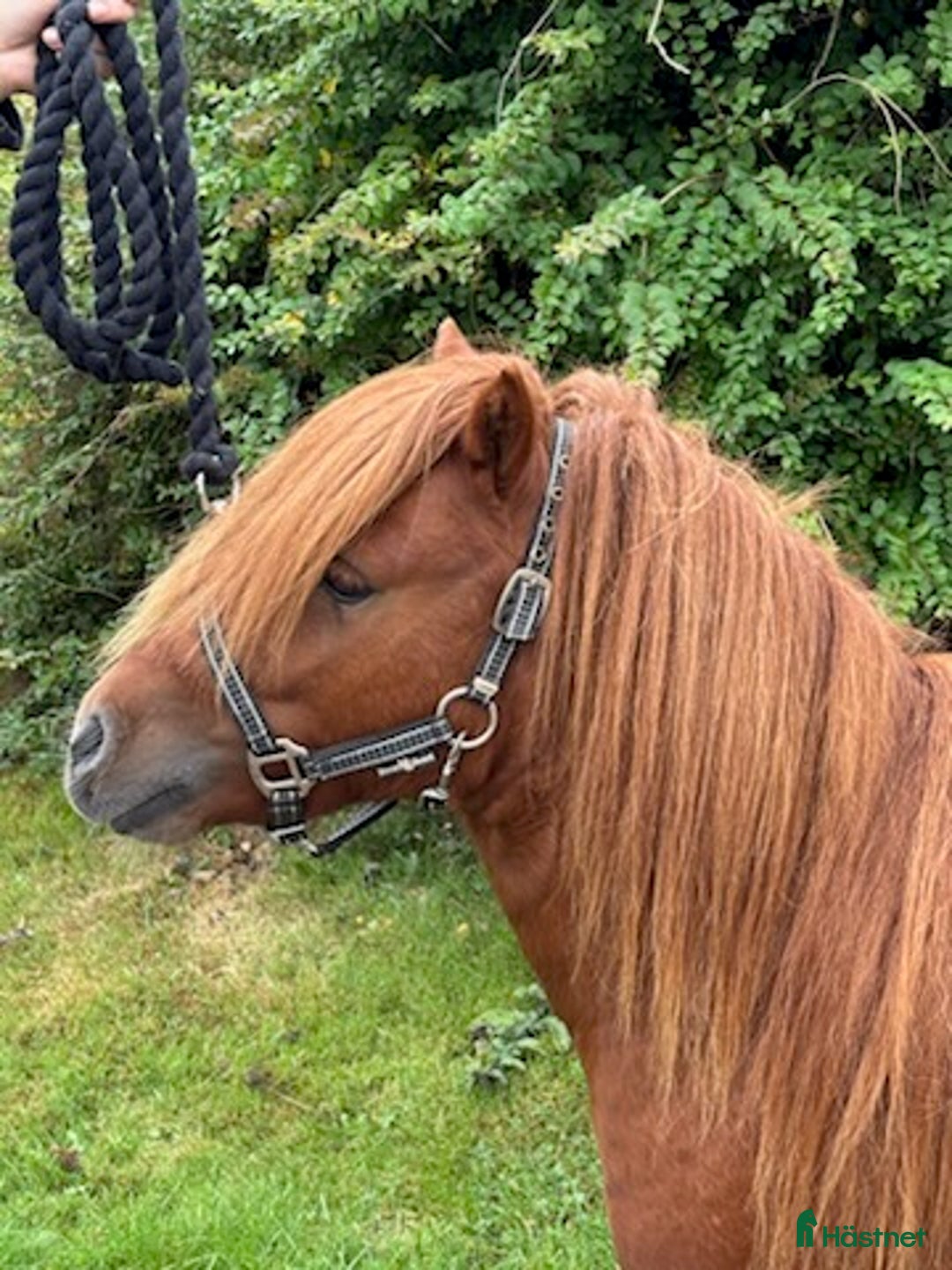 Övrigt hästar till salu: Minishetlandhingst  i Falköping - Annons 3