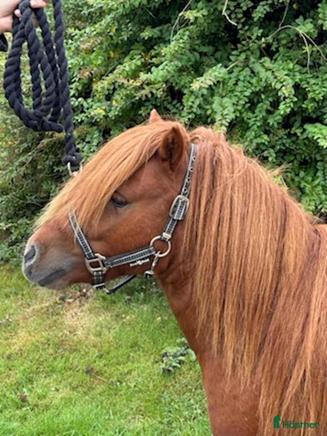 Övrigt hästar till salu: Minishetlandhingst  - Annons 3