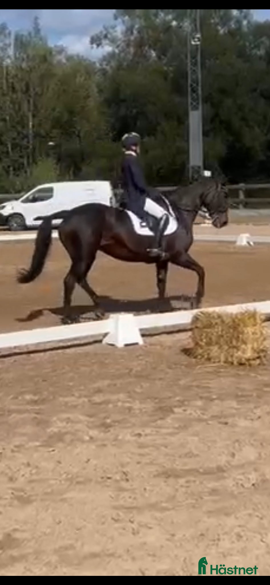  medryttarhäst finnes: Dressyrhäst söker medryttare. GP utbildad. - Annons 11