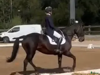 medryttarhäst finnes: Dressyrhäst söker medryttare. GP utbildad. - Annons 11