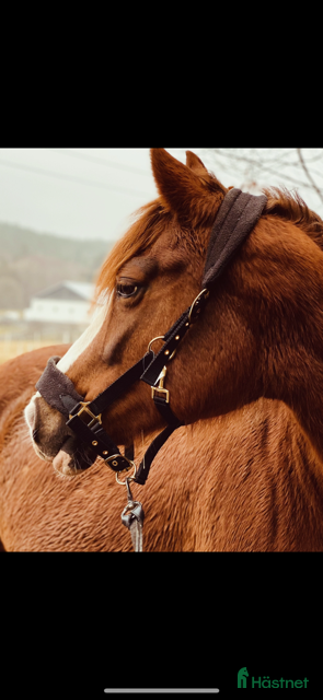  hästar Ponny sällskap i Jonsered - Annons 10