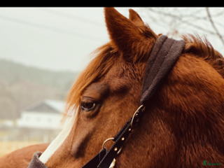 hästar Ponny sällskap i Jonsered - Annons 2