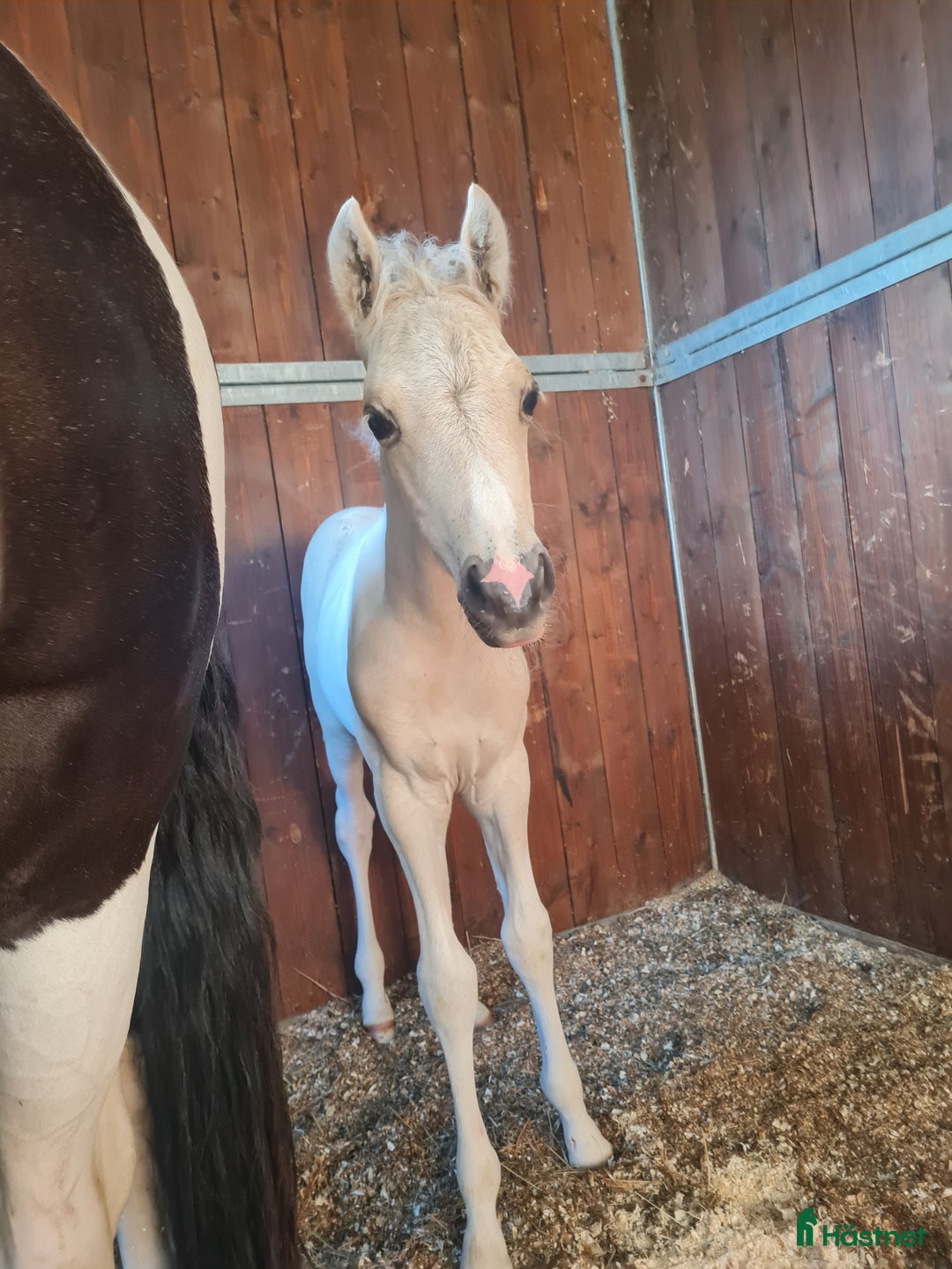 Allround hästar till salu: Drömponny e. Orchard Zweed i Östersund - Annons 5