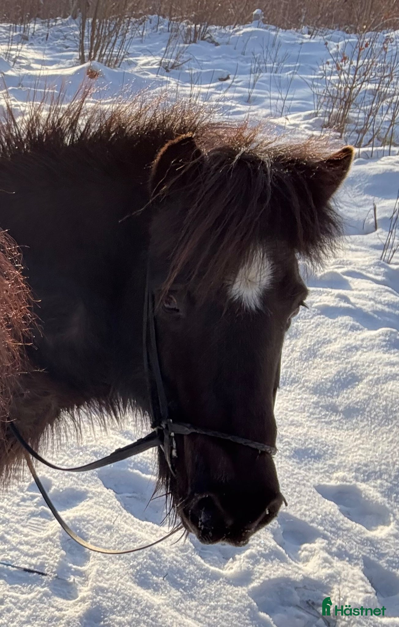  hästar Kelsjuk töltmoppe - Annons 15