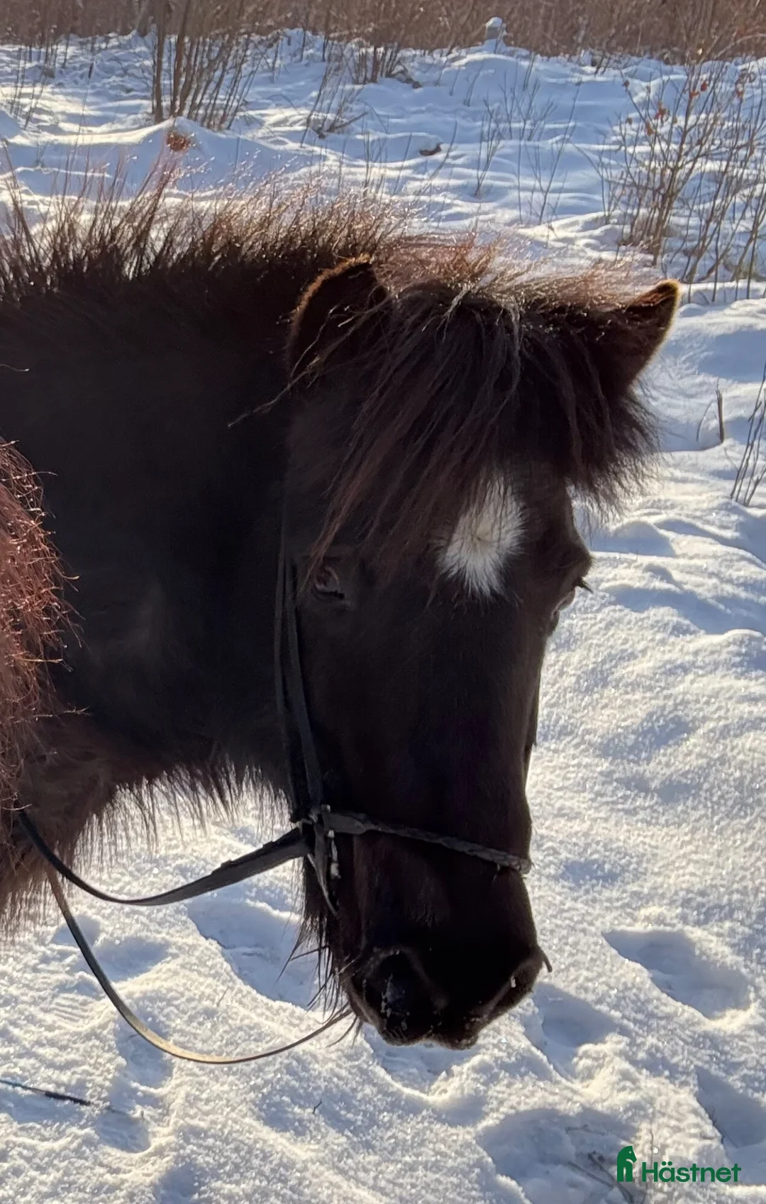 Island hästar till salu: Kelsjuk töltmoppe i Alunda - Annons 1