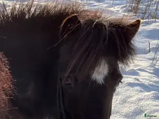 hästar Kelsjuk töltmoppe - Annons 3