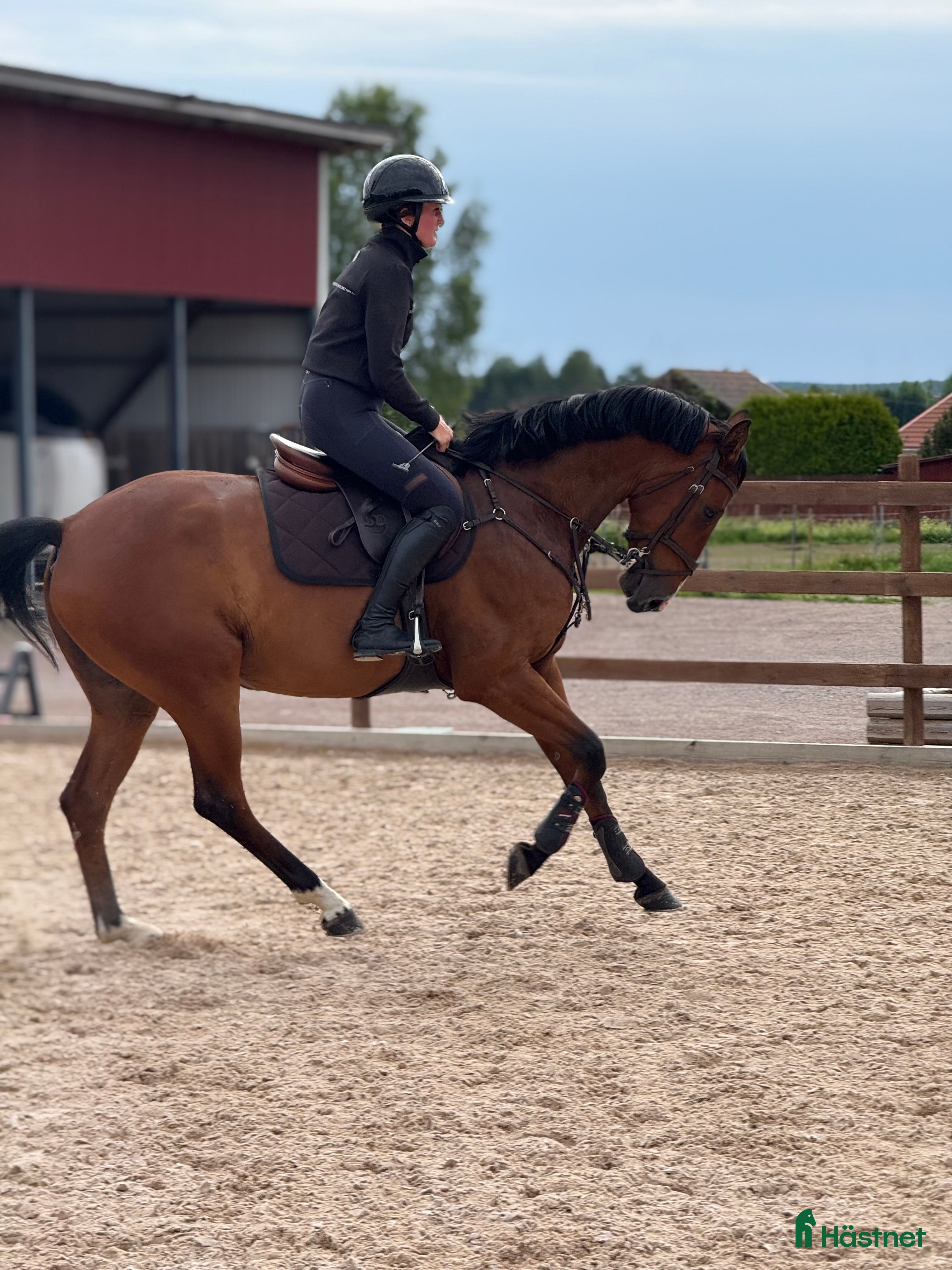 Hoppning hästar till salu: Lyxig hobbyhäst i Avesta - Annons 1