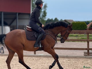 hästar Lyxig hobbyhäst i Avesta - Annons 19