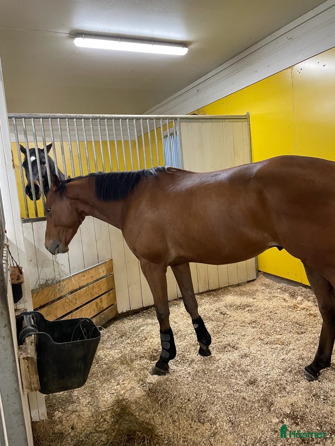  stallplats finnes: Stallplats Alingsås - Annons 12