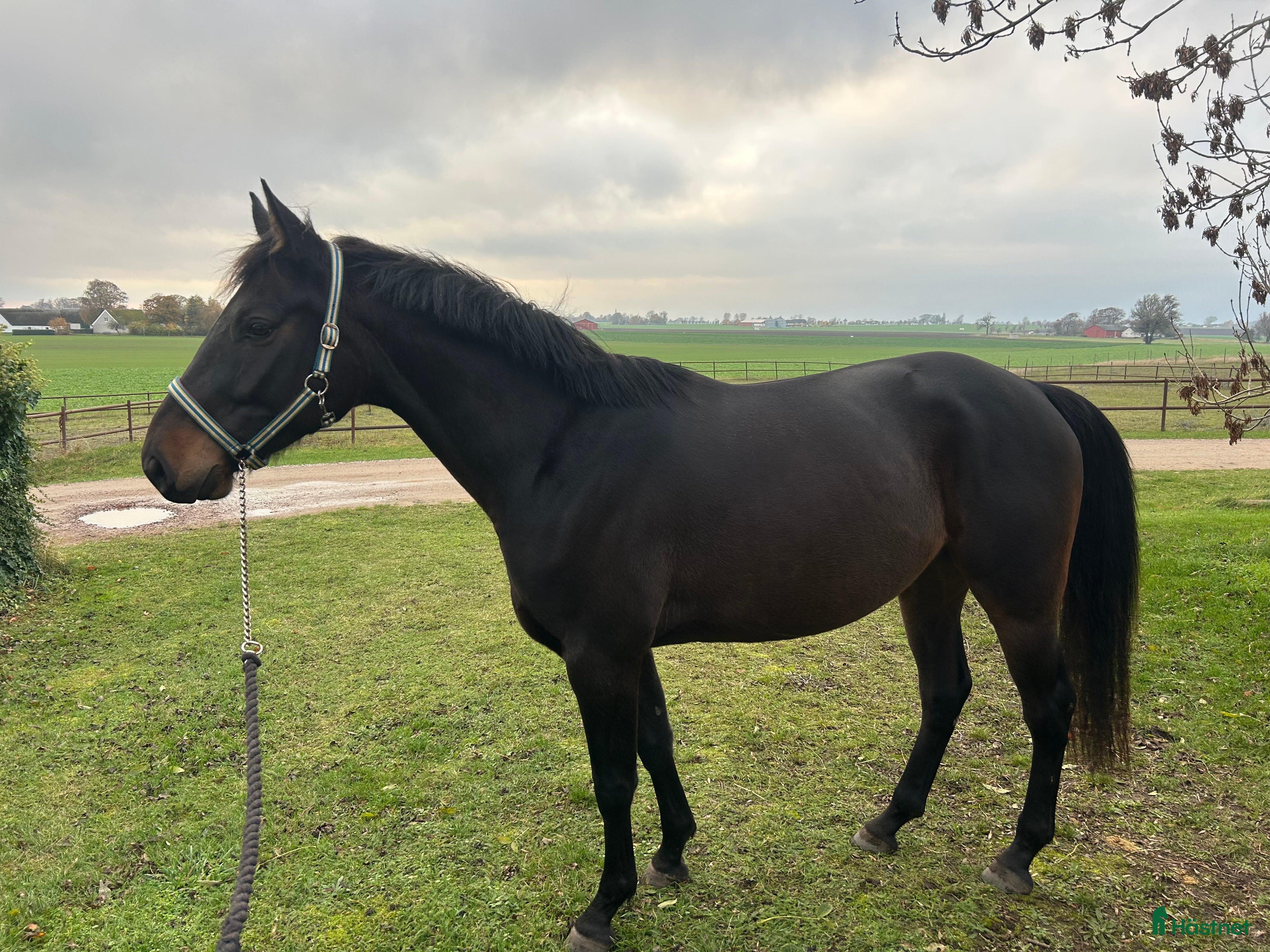  hästar Läcker valack  i Vellinge - Annons 21