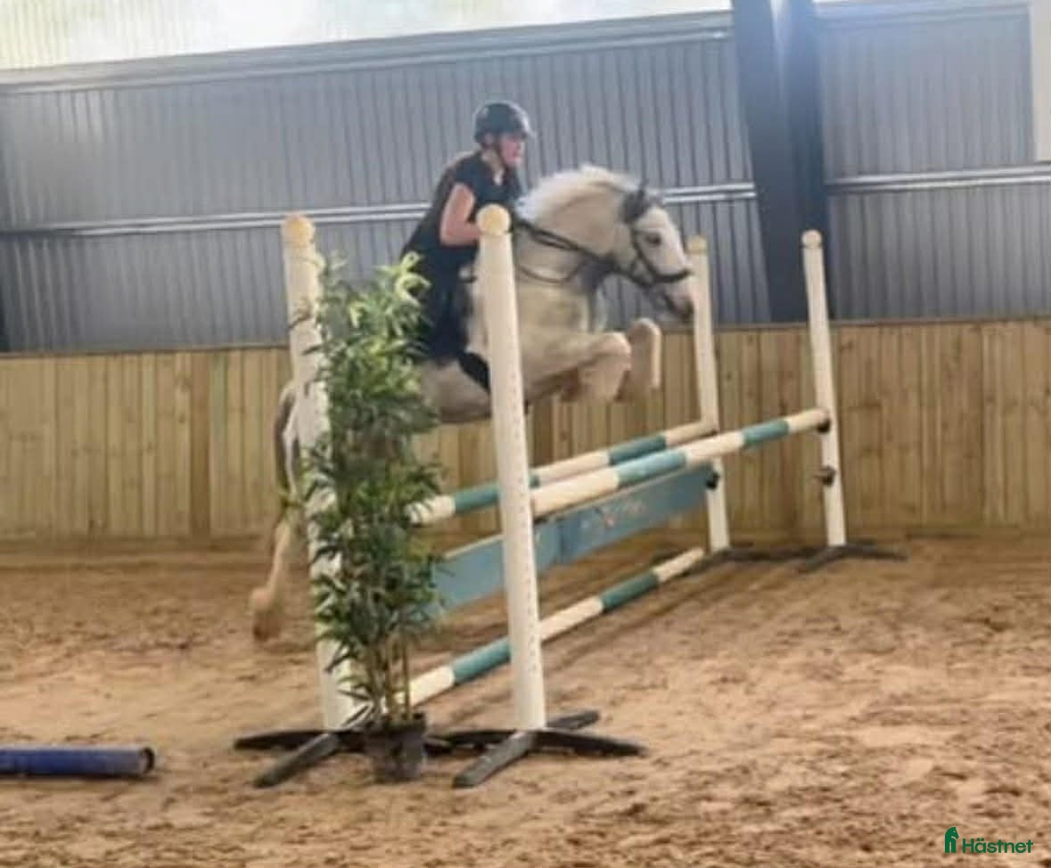  hästar Allround sto till det ryttaren vill - Annons 1