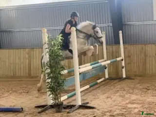 Allround hästar till salu: Allround sto till det ryttaren vill - Annons 2