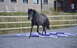 Allround hästar till salu: Manfager valack med ett hjärta av guld  i Skurup - Annons 3