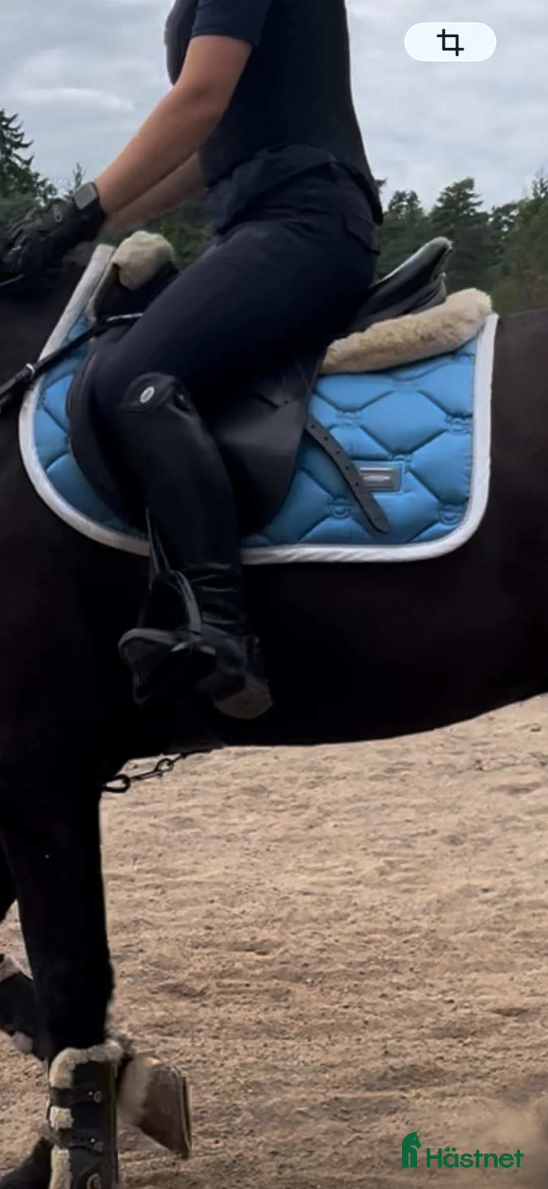 Schabrak & Vojlockar hästutrustning till salu: Equiline, vestrum, equestrian stockholm i Uppsala - Annons 5