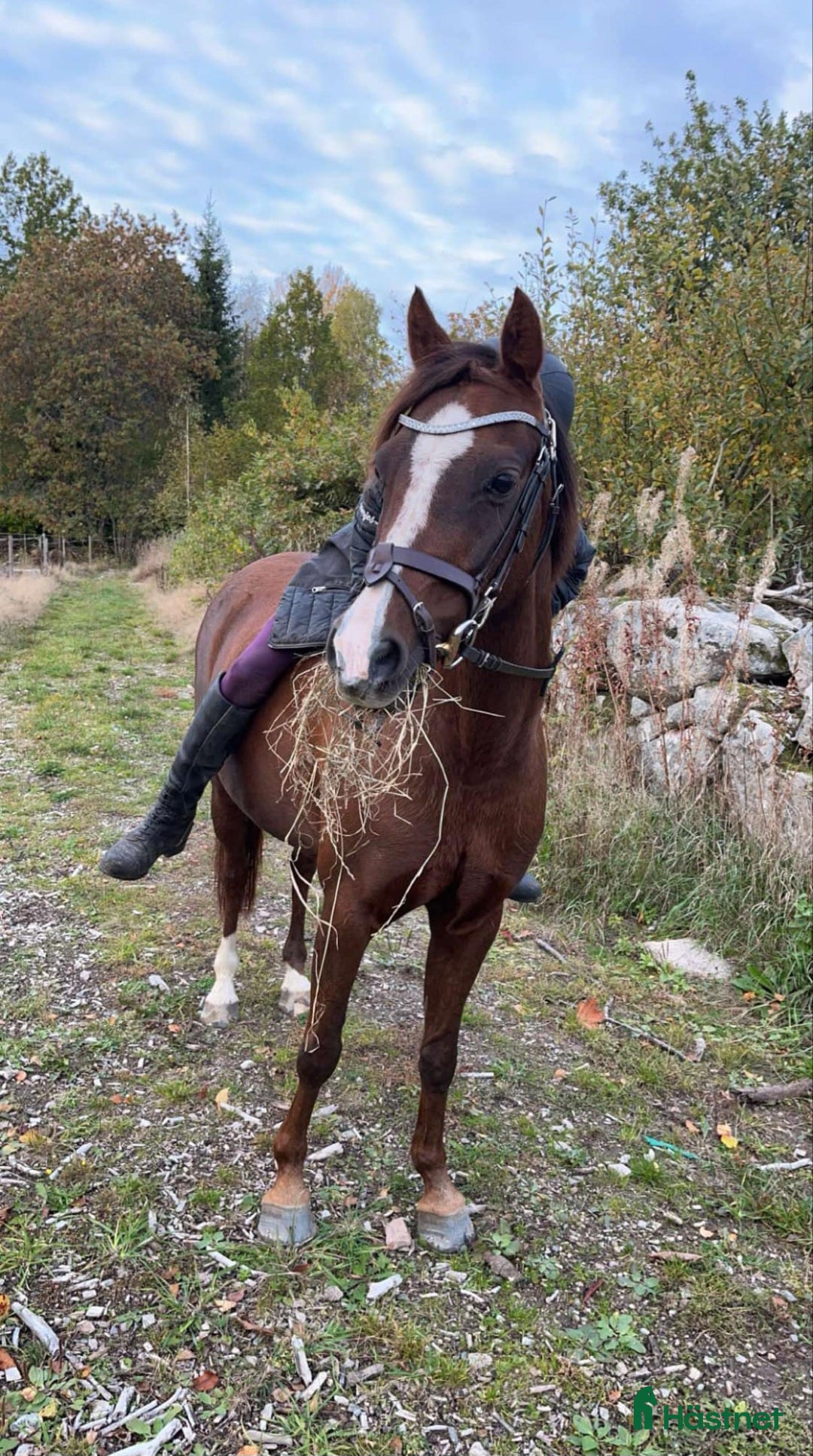 Avel hästar till salu: Welsh till avel  i Tingsryd - Bild 1