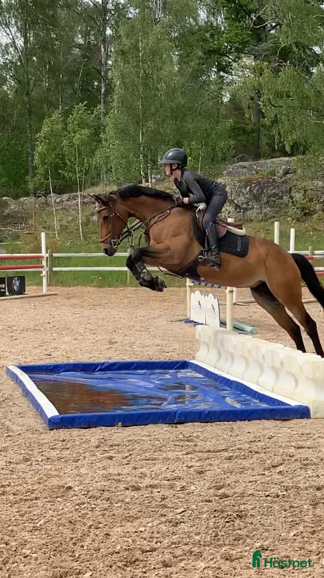 Hoppning hästar till salu: Roscrib Butterfly sto f 2010 - Annons 2