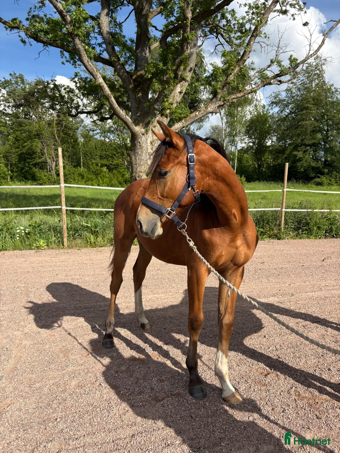 Hoppning hästar till salu: Valack e Hemerald - Annons 2