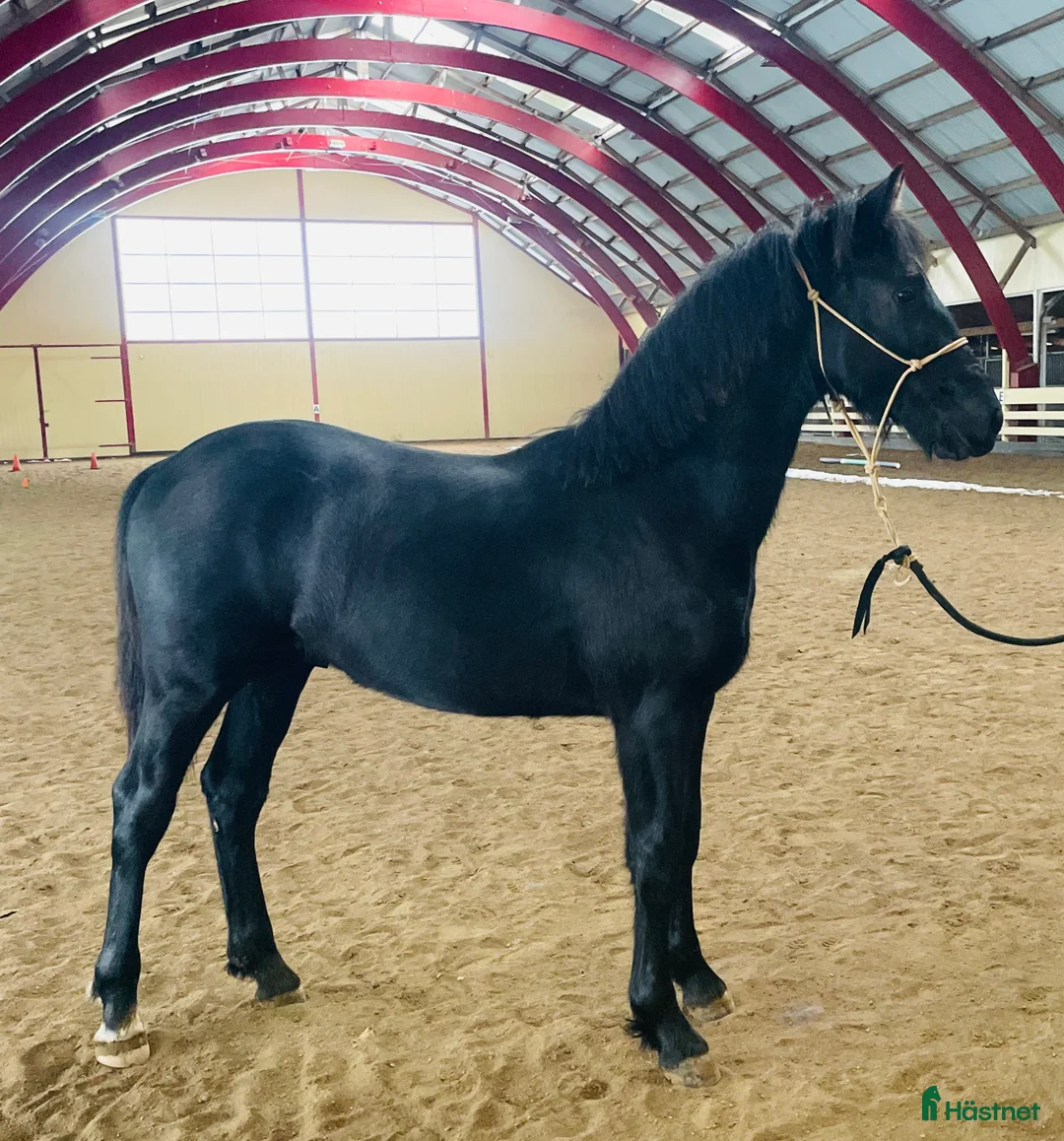 Allround hästar till salu: Snygg kille! i Grästorp - Annons 1