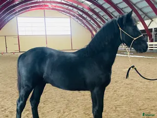 hästar Snygg kille! i Grästorp - Annons 12