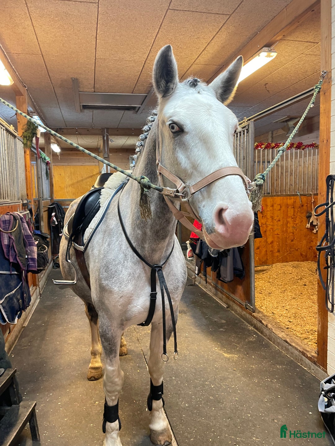 Allround hästar till salu: *RESERVERAD* Hoppglatt sto - Annons 1