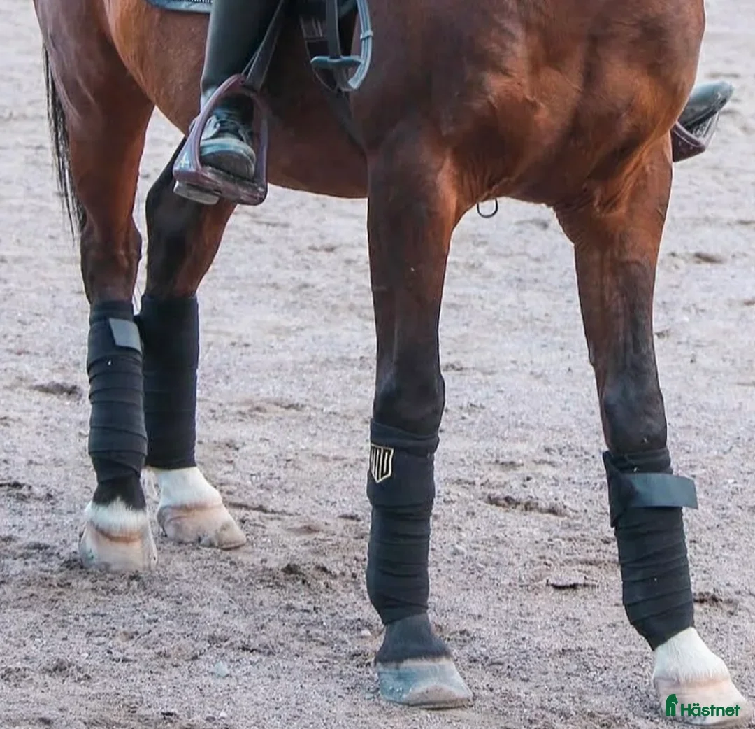 Benskydd hästutrustning till salu: Maya Delorez Benlindor i Upplands Väsby - Annons 2
