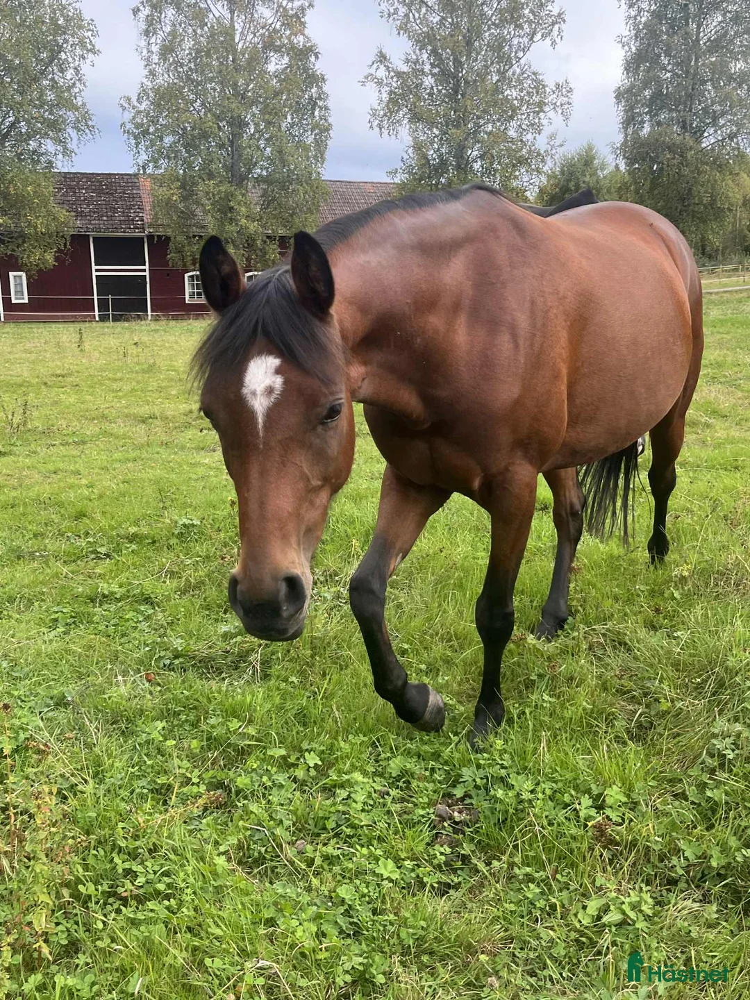 Allround hästar till salu: Personlig ponny med stor potential i Sågmyra - Annons 2