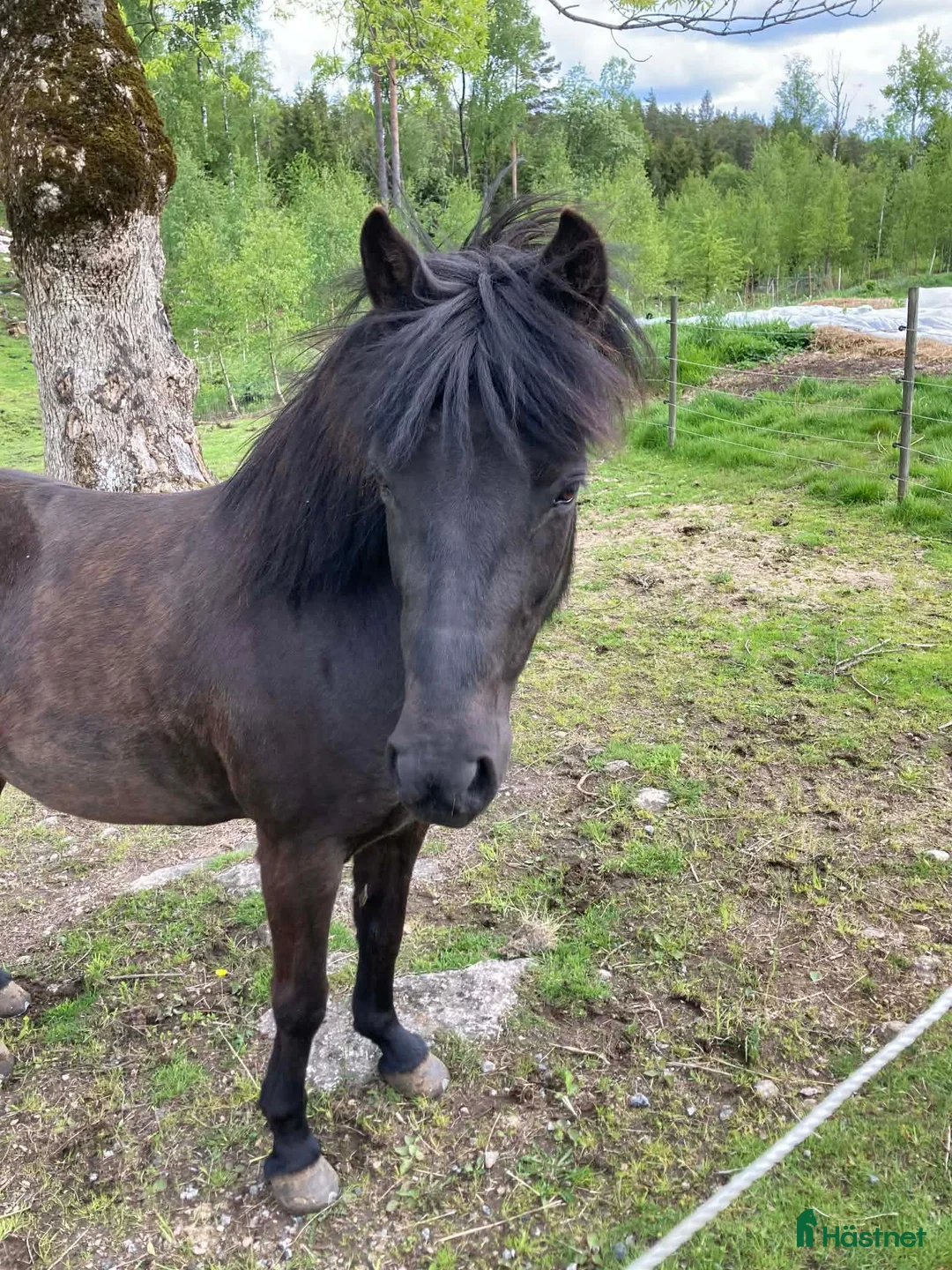 Island hästar till salu: Världens finaste Lokkadis! - Annons 1