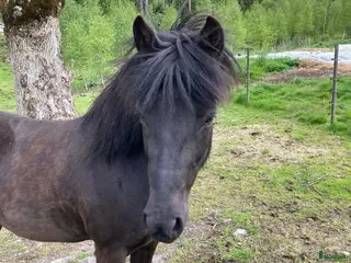 hästar Världens finaste Lokkadis! - Annons 5